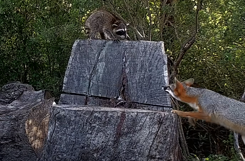 baby raccoon and fox 