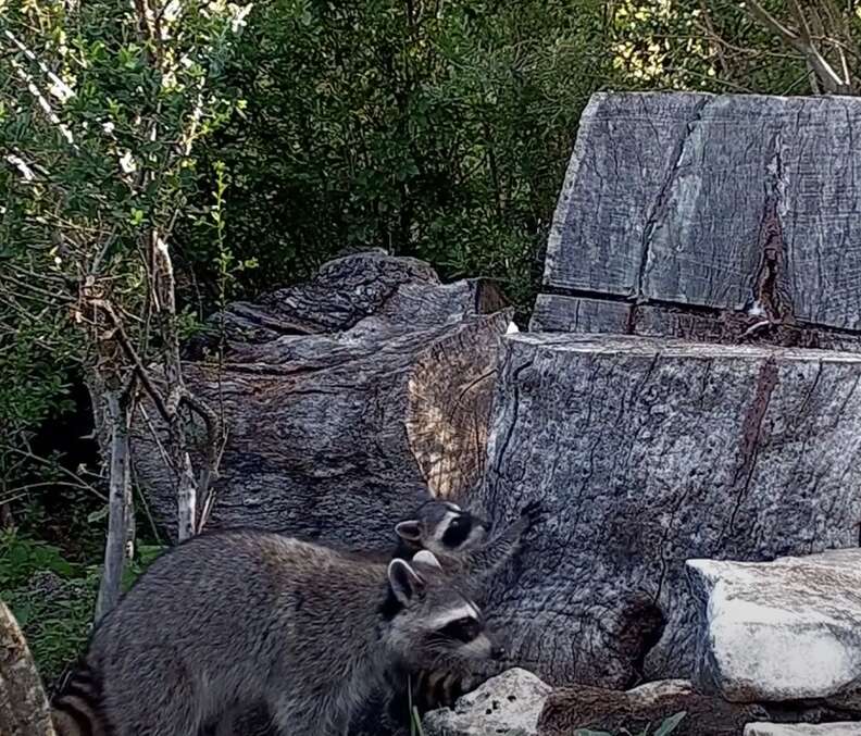 raccoon mom and kit