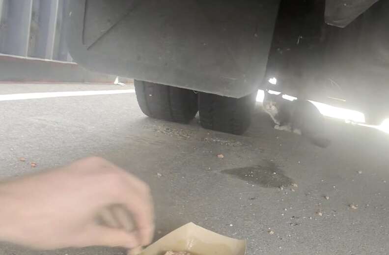 猫がトラックの下にいる