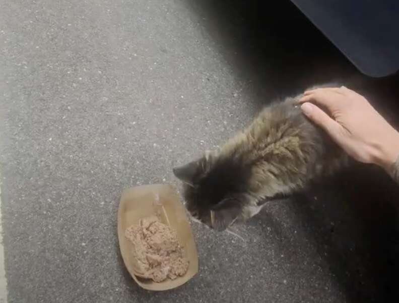 フランキーがエサを食べている