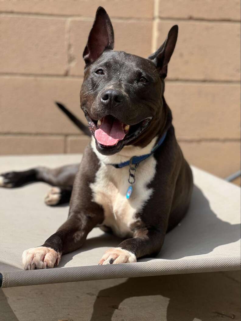 Shelter Dog Comforts Disappointed Rescuer After Adopter Bails On Them