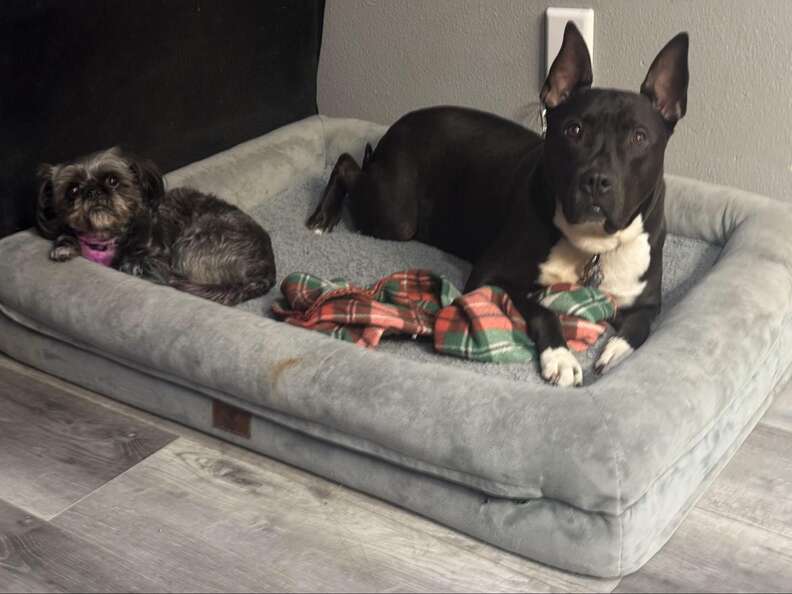 Shelter Dog Comforts Disappointed Rescuer After Adopter Bails On Them