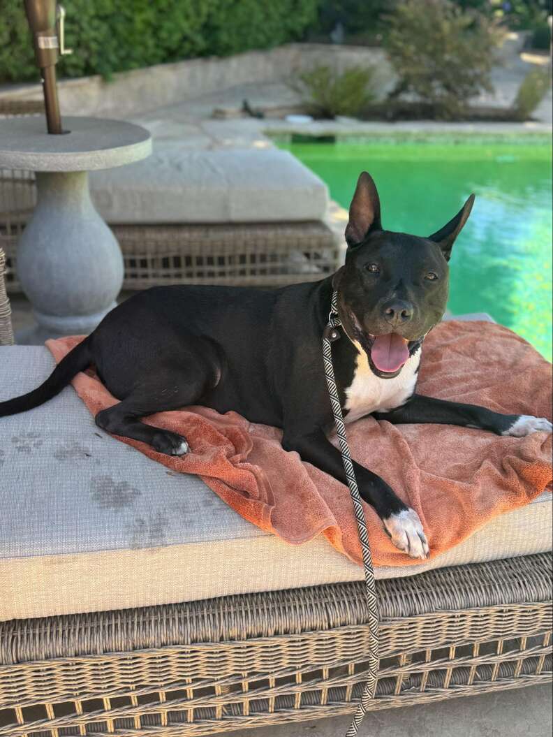 Shelter Dog Comforts Disappointed Rescuer After Adopter Bails On Them