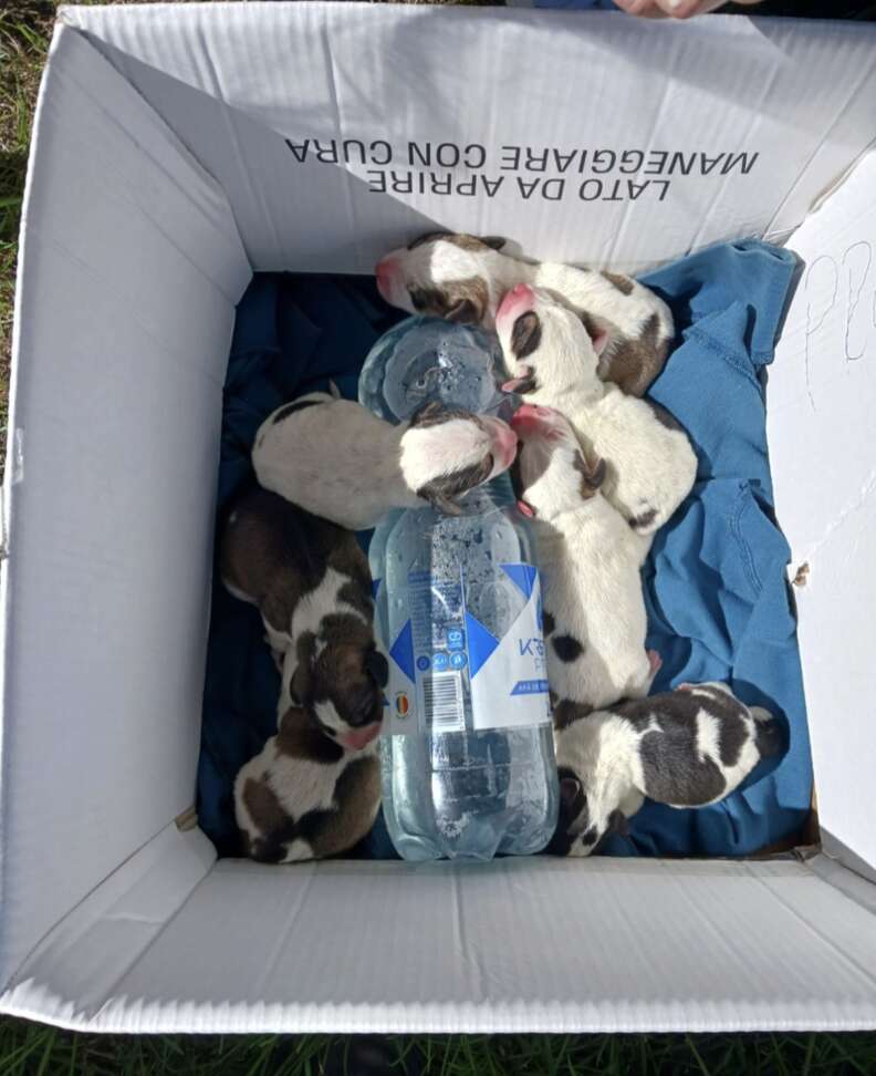 puppies in box