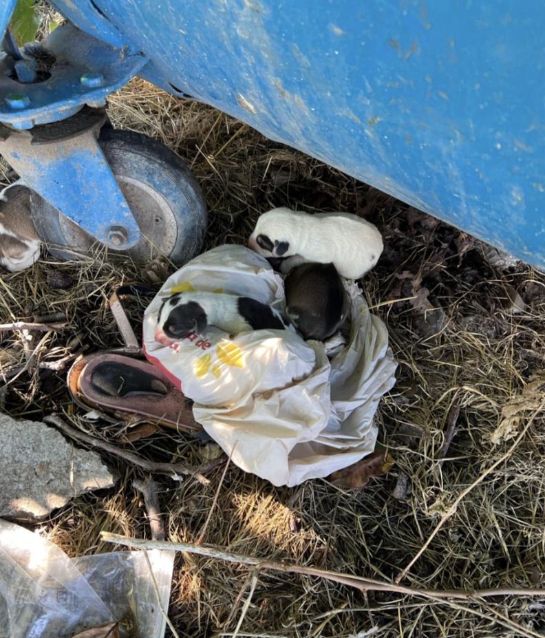 puppies in trash 