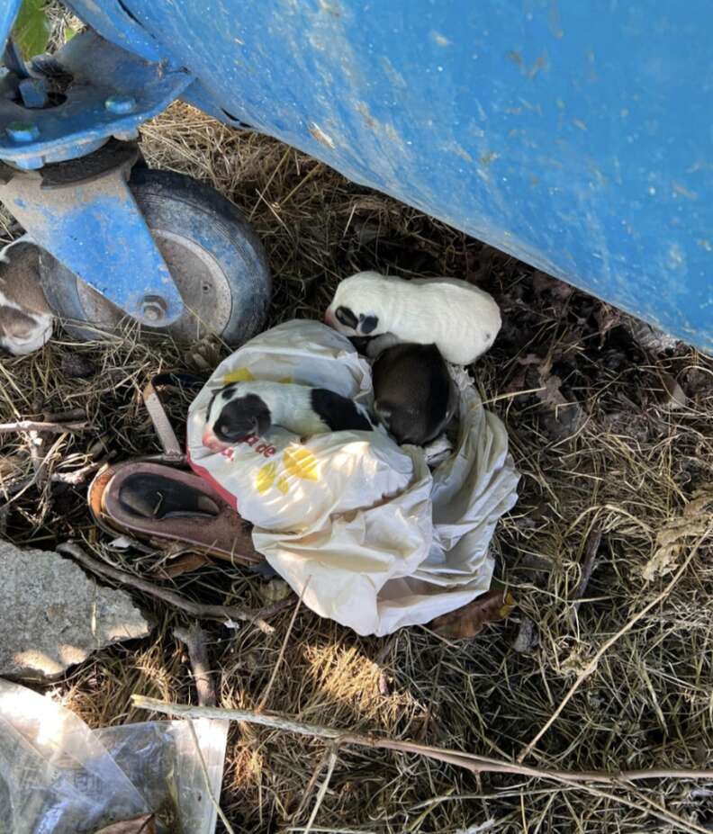 puppies in trash