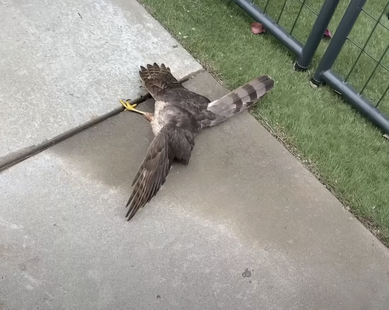 Woman Sees 'Dead' Hawk By Her House — Then Realizes What's Actually ...