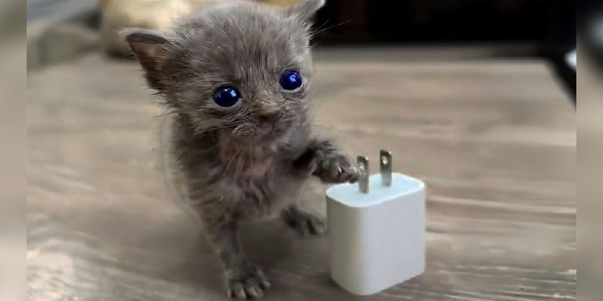 No One Thought This Micro Kitten Was Going To Survive - Then She Met A Friend