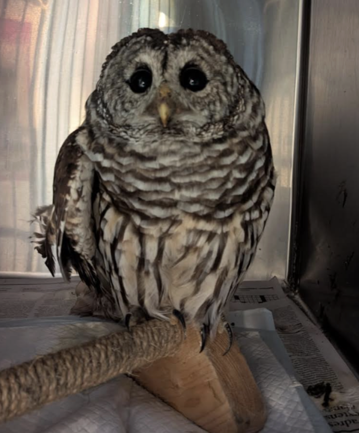 救助されたふくろう