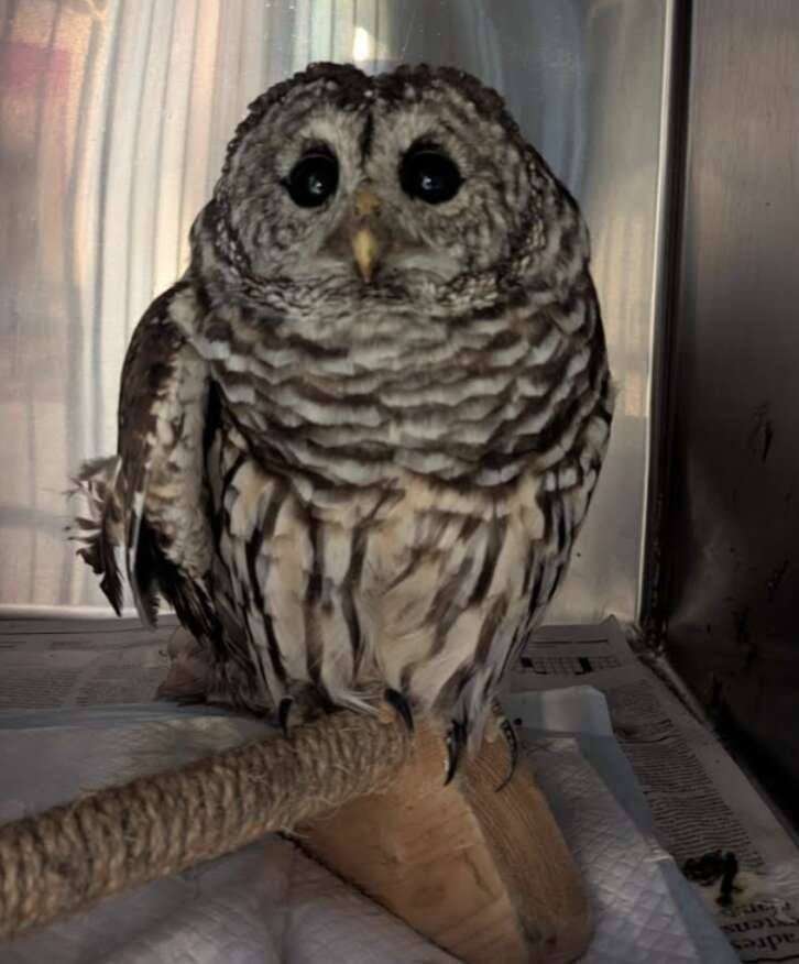 救助されたふくろう