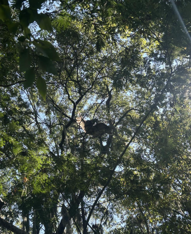 ふわふわのフクロウ