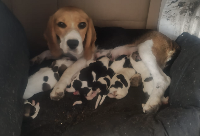 mother dog with puppies 