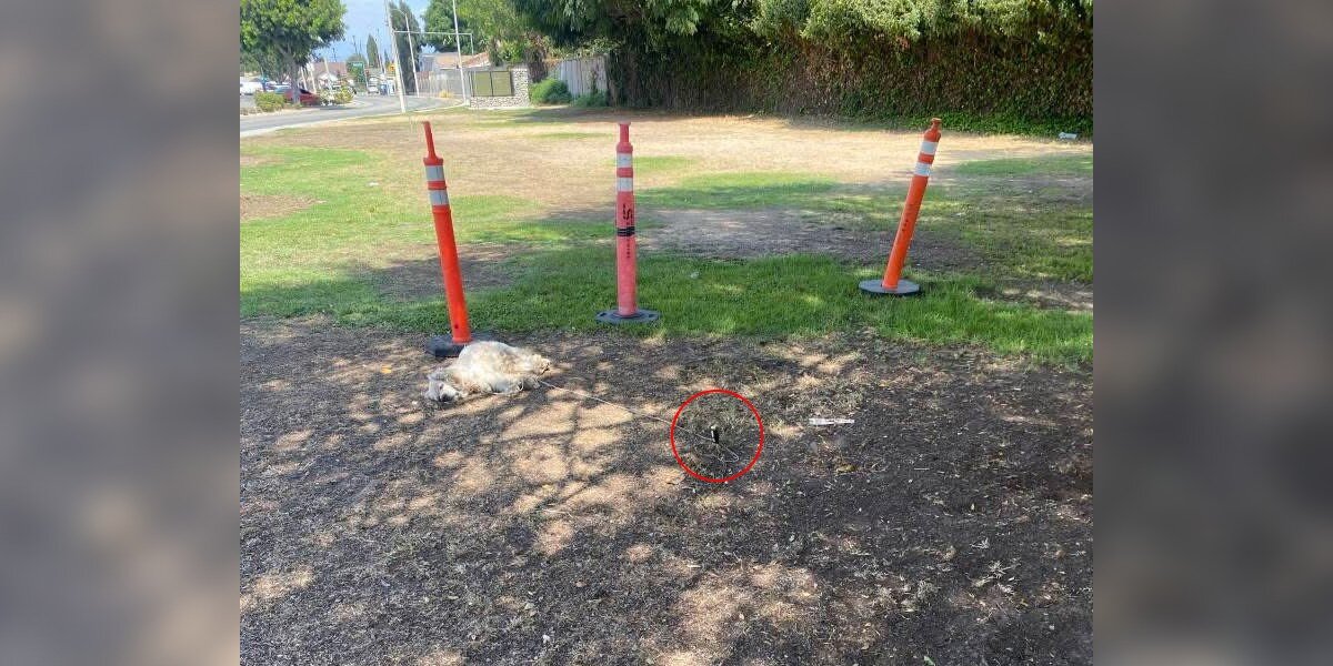 Woman Finds Senior Dog Lying Next To Cone — Then Realizes What He’s Tethered To