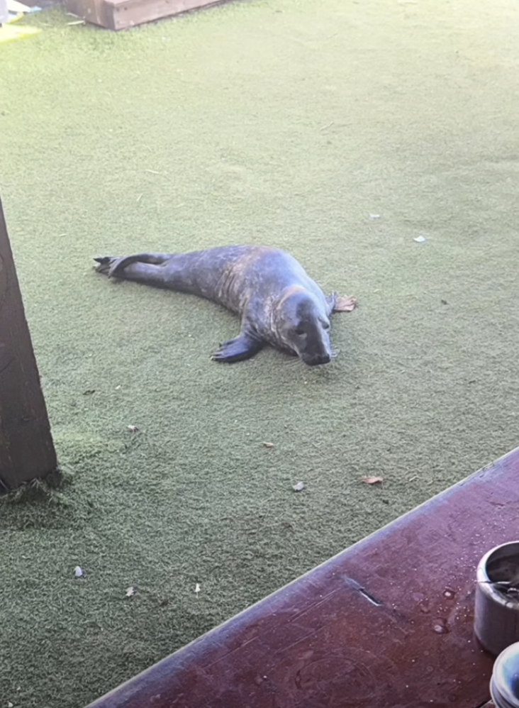 seal at bar 