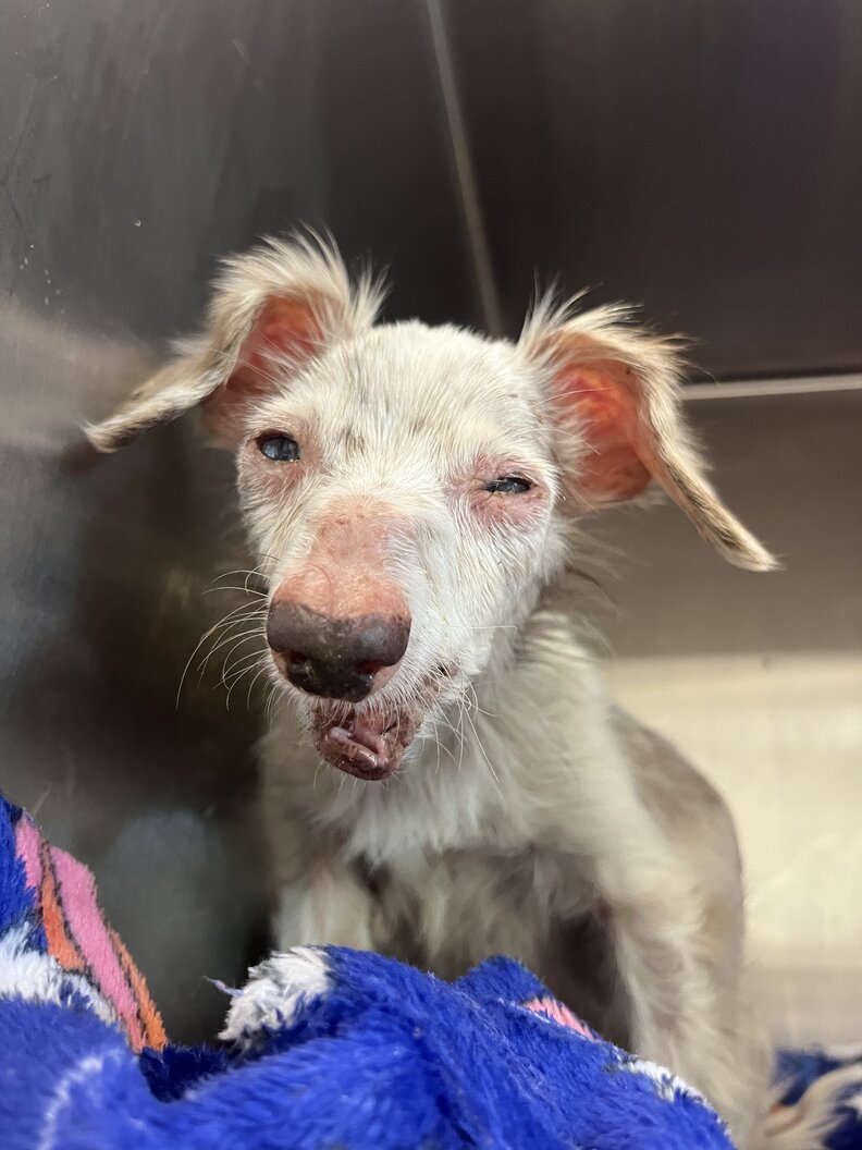 senior dog smiling