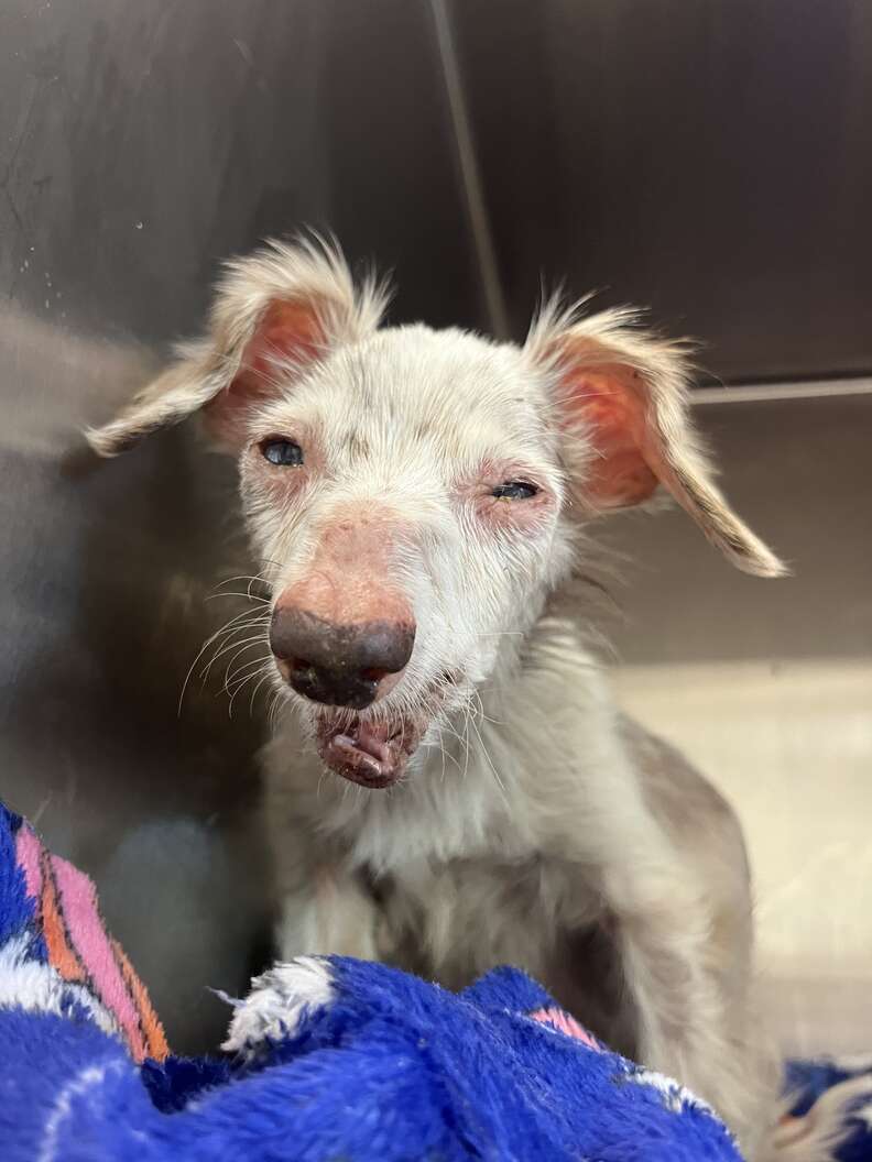 senior dog smiling