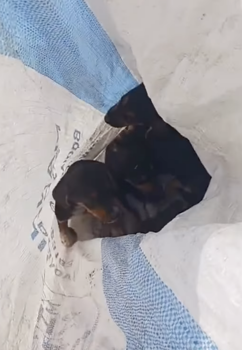 puppies in a bag