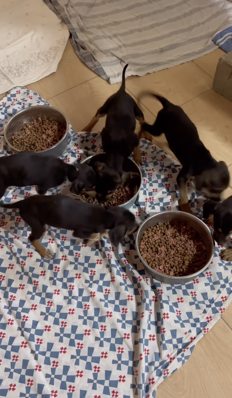puppies