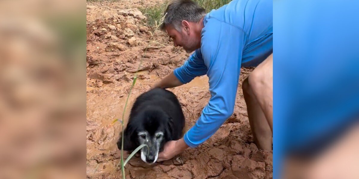 Elderly Dog Spends Hours Sinking In Mud — Until A Hero Finds Him Flailing