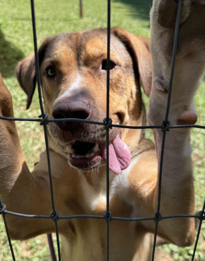 happy dog 