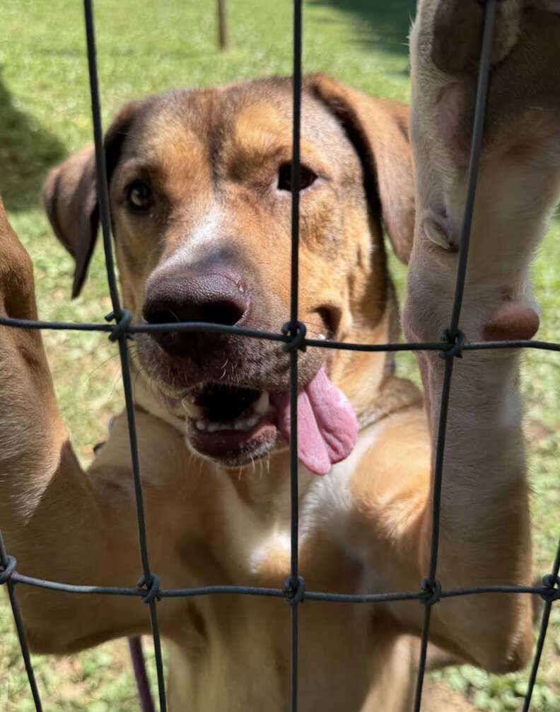 happy dog