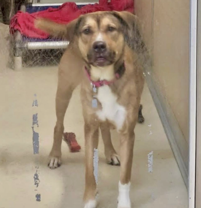 dog in kennel 