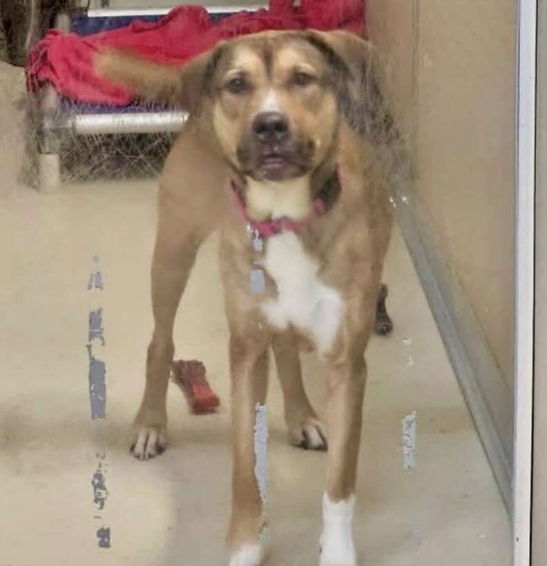 dog in kennel