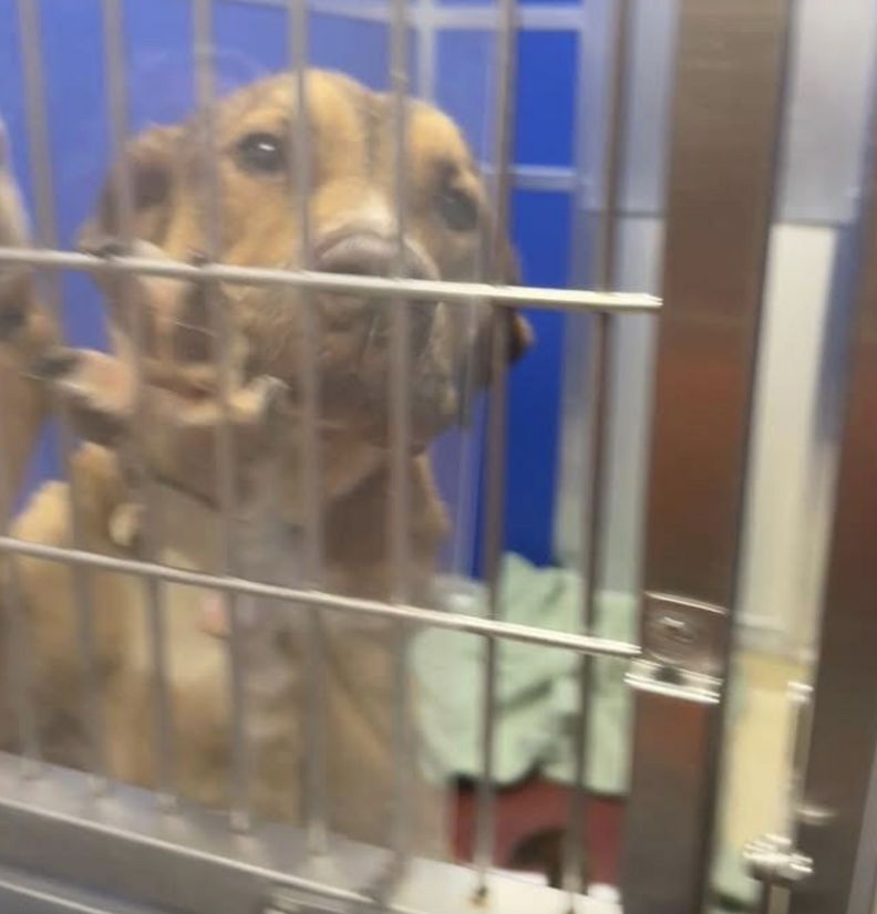 dog in kennel 