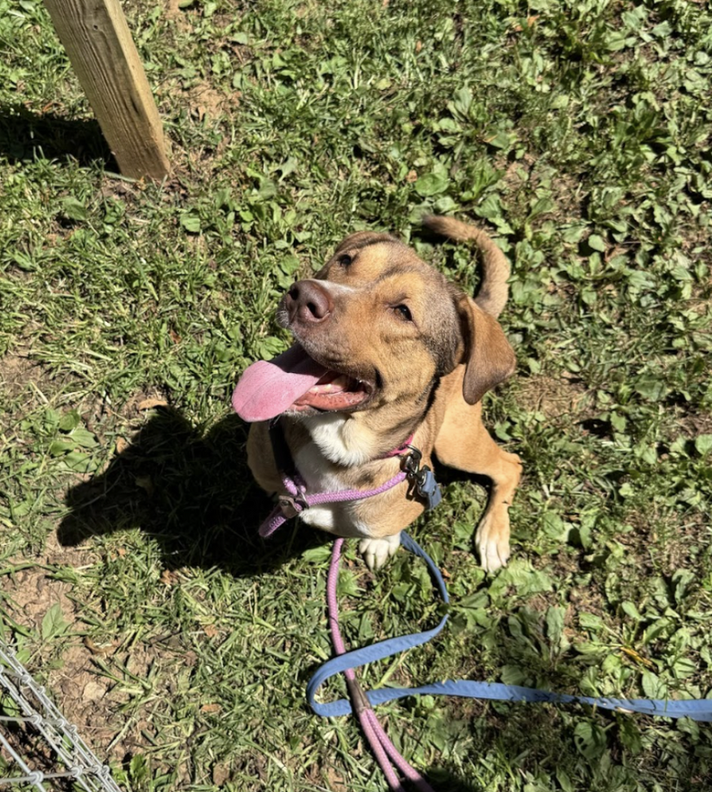 dog in the grass 
