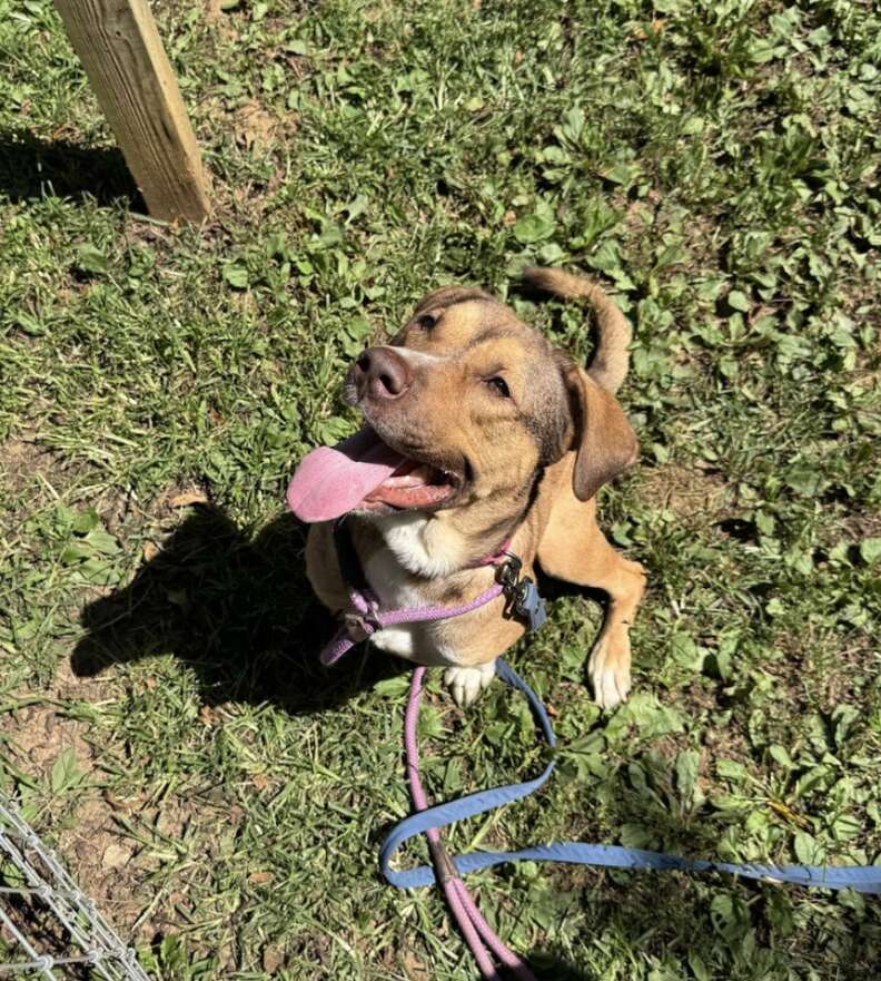 dog in the grass