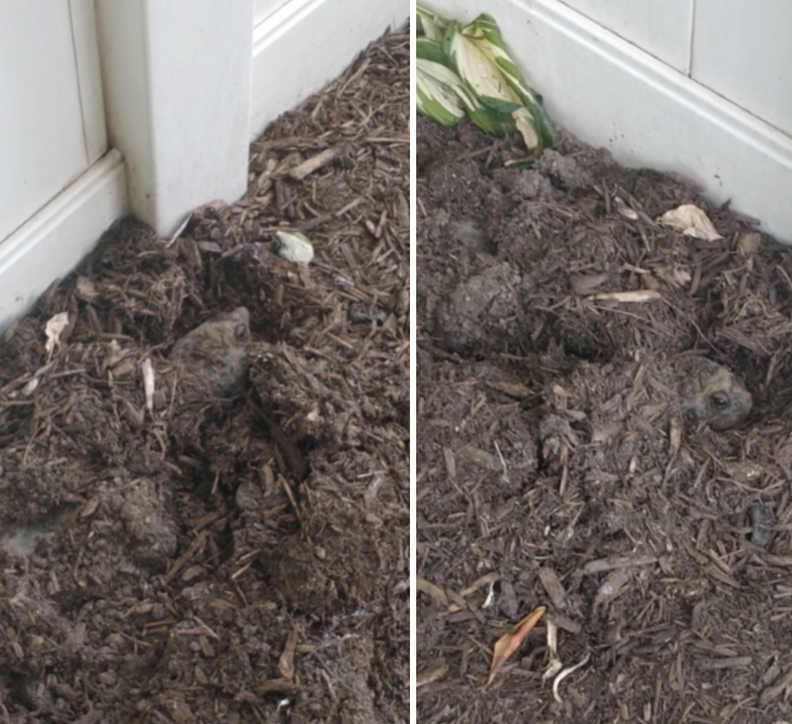 turtle hiding in garden 