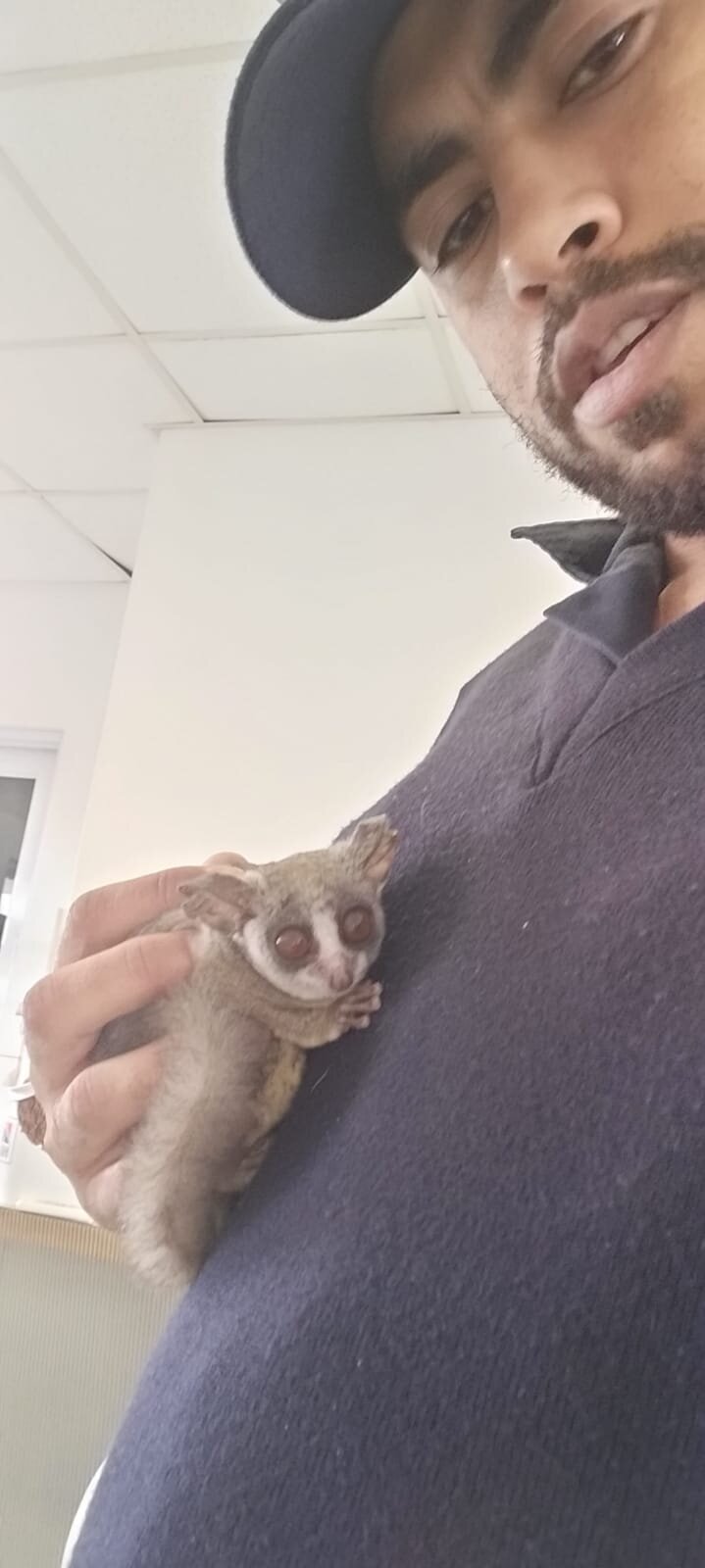 bush baby