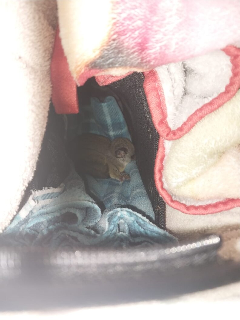 bush baby