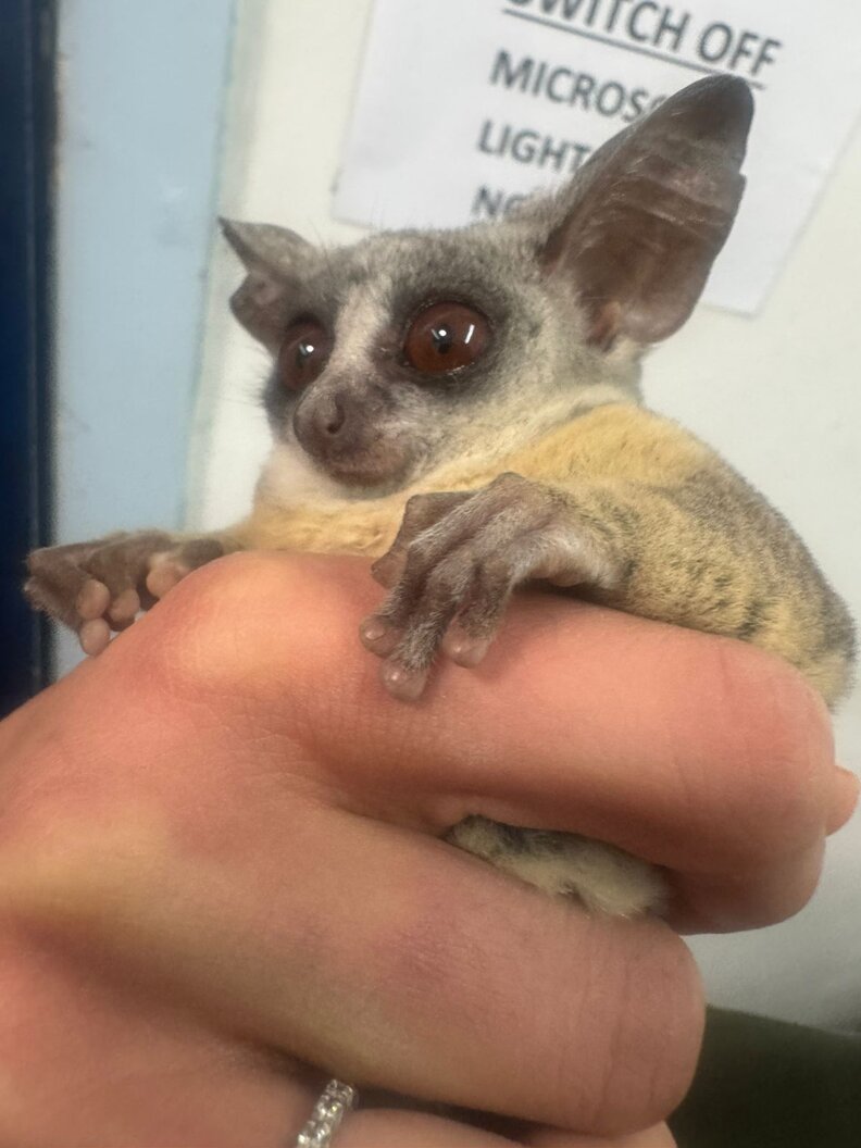bush baby