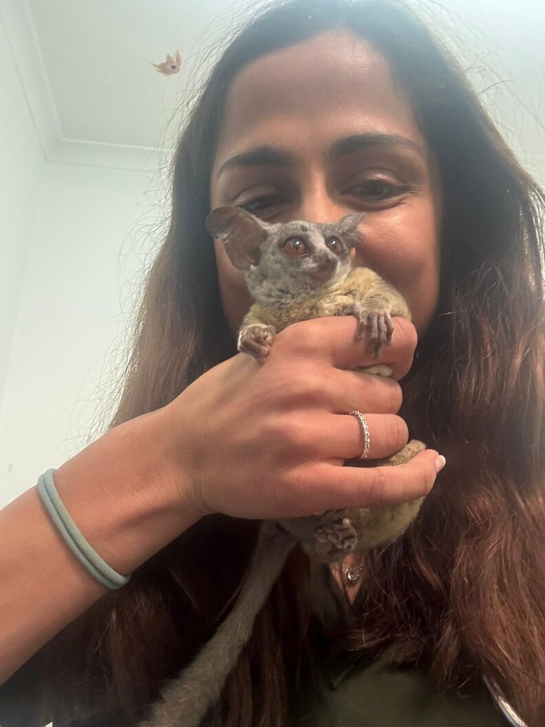 bush baby