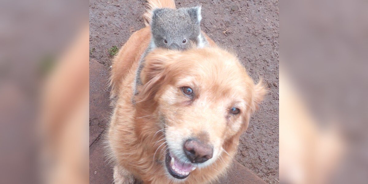 Man Steps Outside To See A Lost Baby Riding On His Golden Retriever's Back