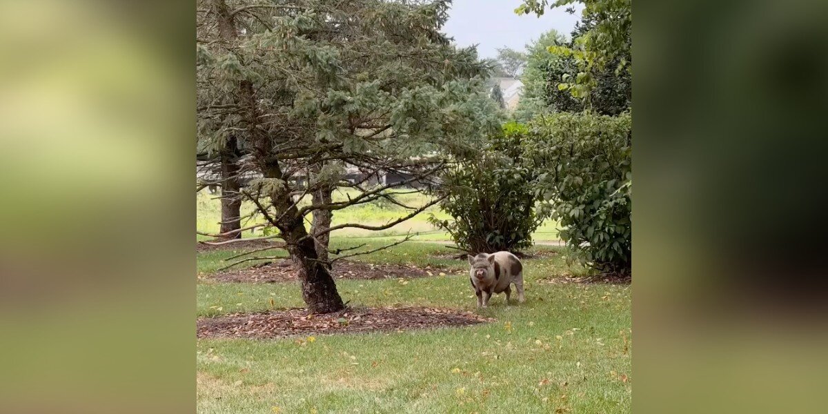 Neighbors Notice Mysterious Pig Roaming Their Lawns And Spend A Month Winning Him Over