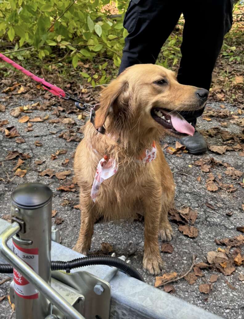 golden retriever