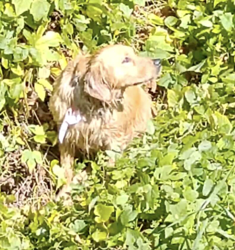 dog on island