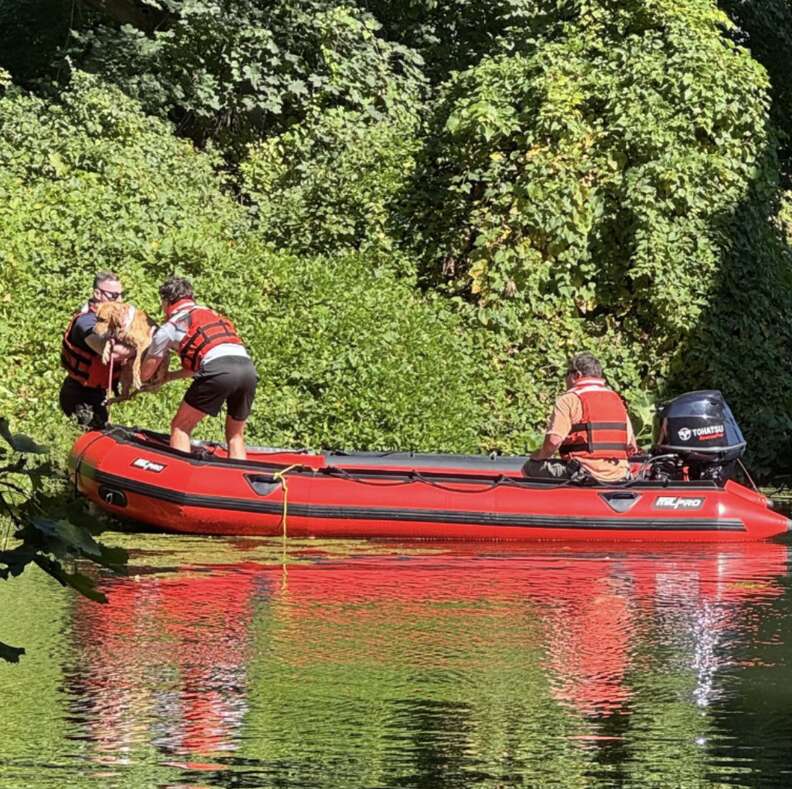 dog being rescued