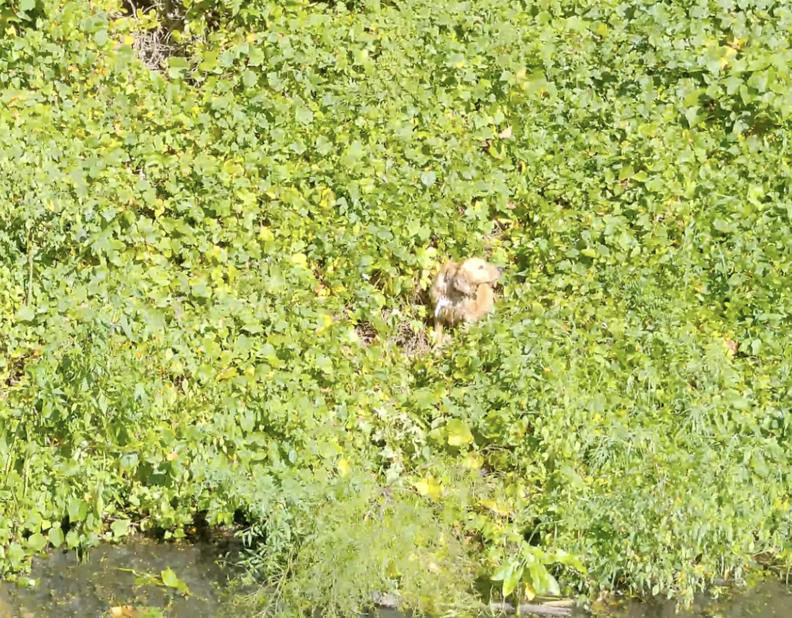 dog on an island 