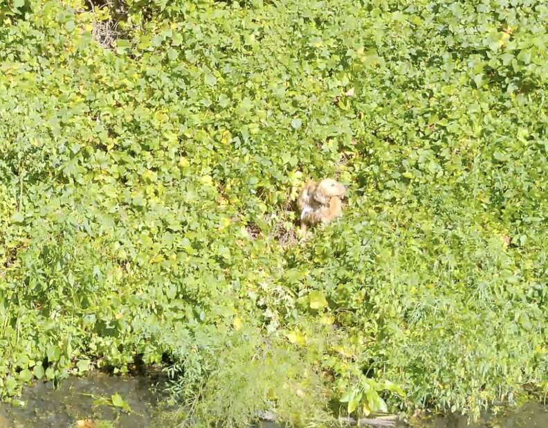 dog on an island