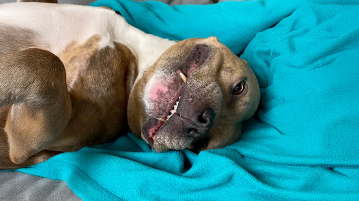 キャンディの冒険