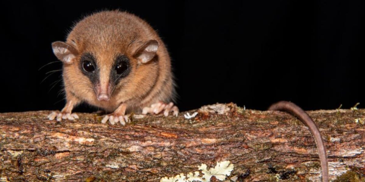 Professor Searching Remote Wilderness For Squirrel Finds Completely New ...