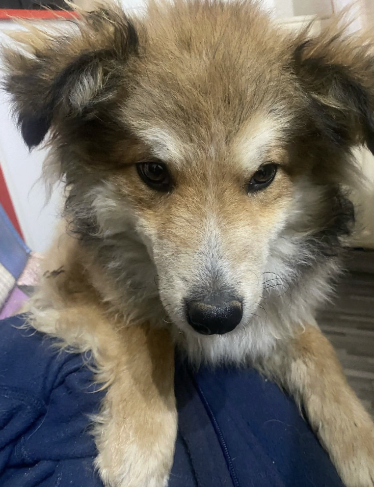fluffy dog 