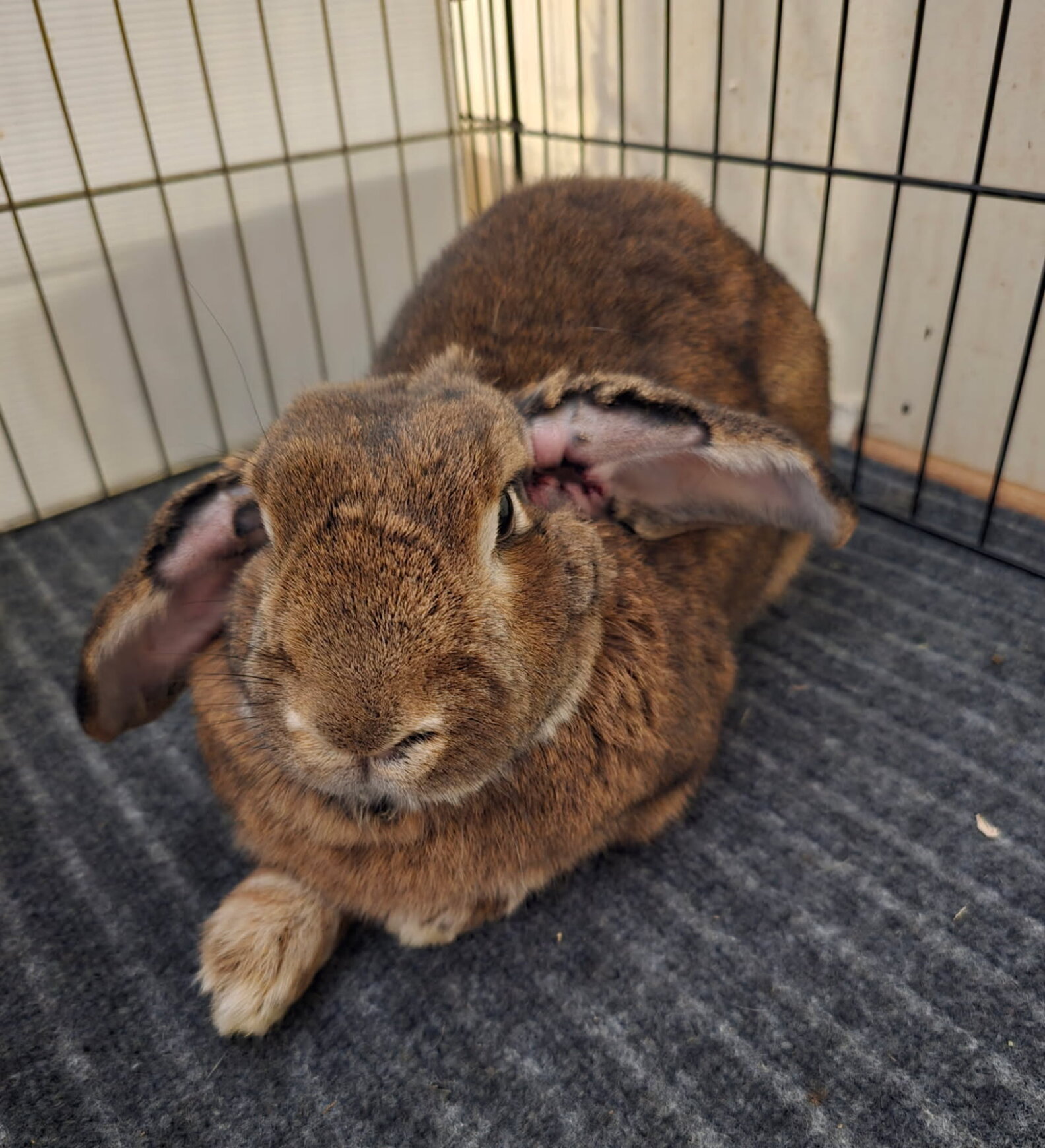 Angry Bunny's Ears Were Hard As 'Rock' — Then Vets Realize What’s Going ...