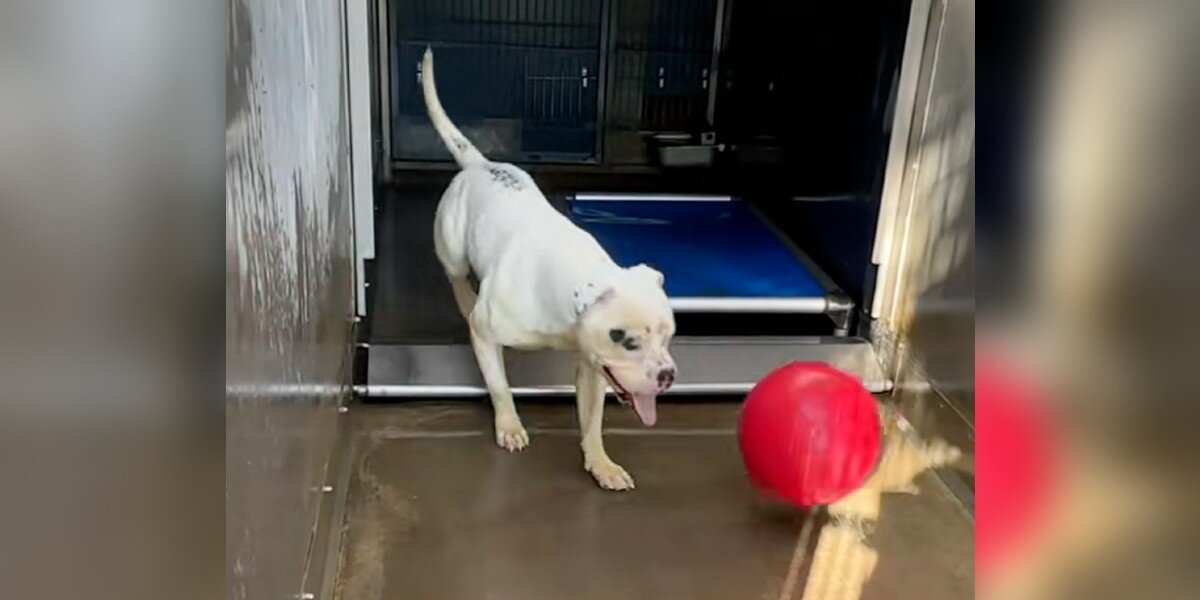 Lonely Dog Spends His Days Playing Fetch All By Himself In The Shelter -  The Dodo