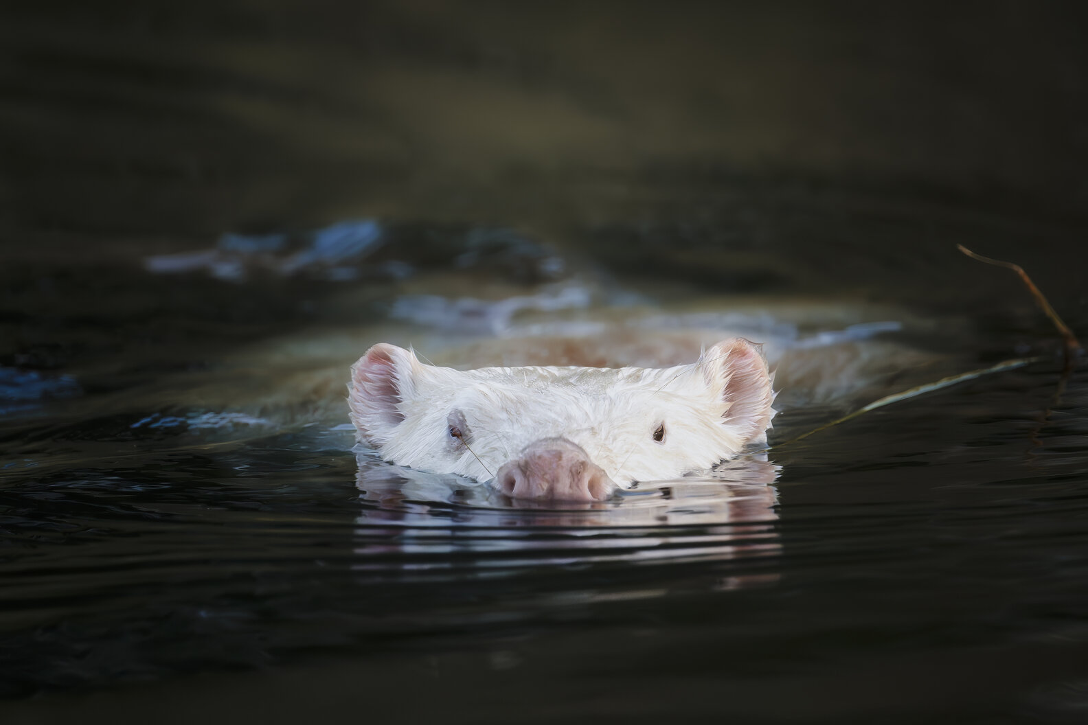 Wildlife Photographer Scratches Head When He Sees Strange White Animal ...