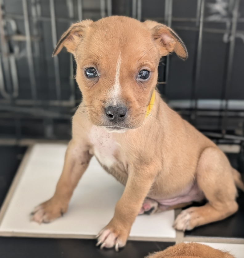 Newest Animal Rescue Employee Gasps When She Opens Mysterious Box At Door