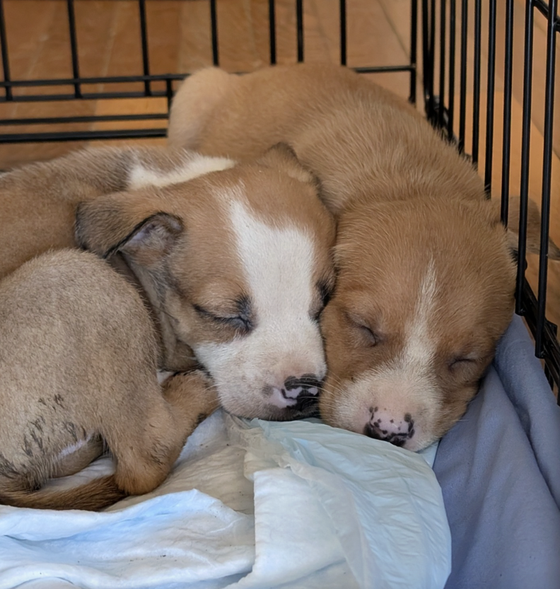 Newest Animal Rescue Employee Gasps When She Opens Mysterious Box At Door